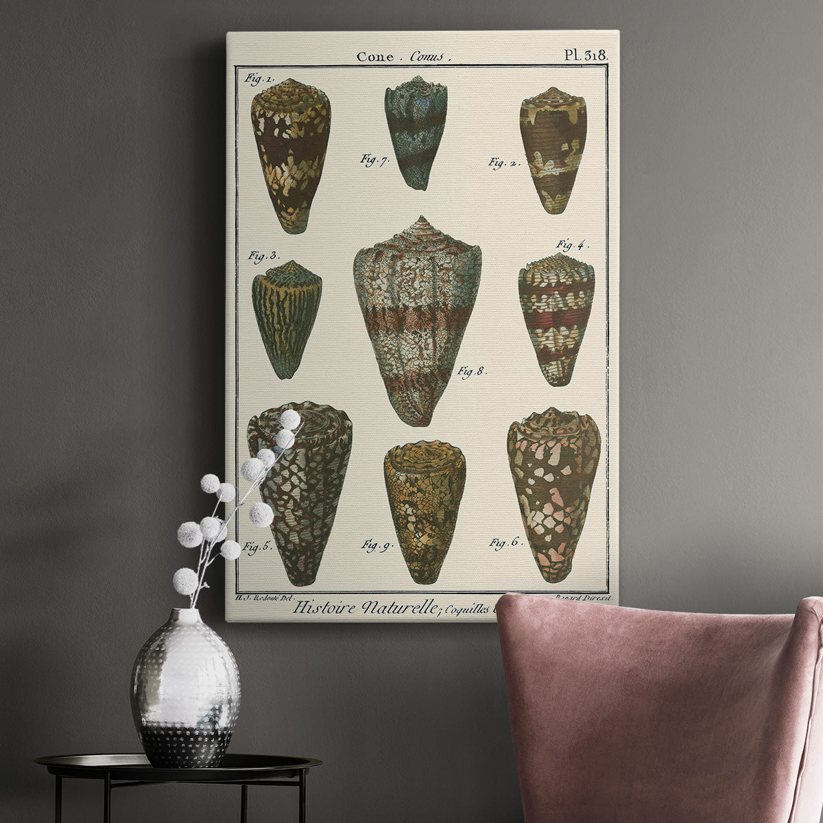 Cone Shell pl. 318 Premium Gallery Wrapped Canvas - Ready to Hang