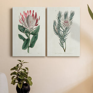 Protea N13 Premium Gallery Wrapped Canvas - Ready to Hang