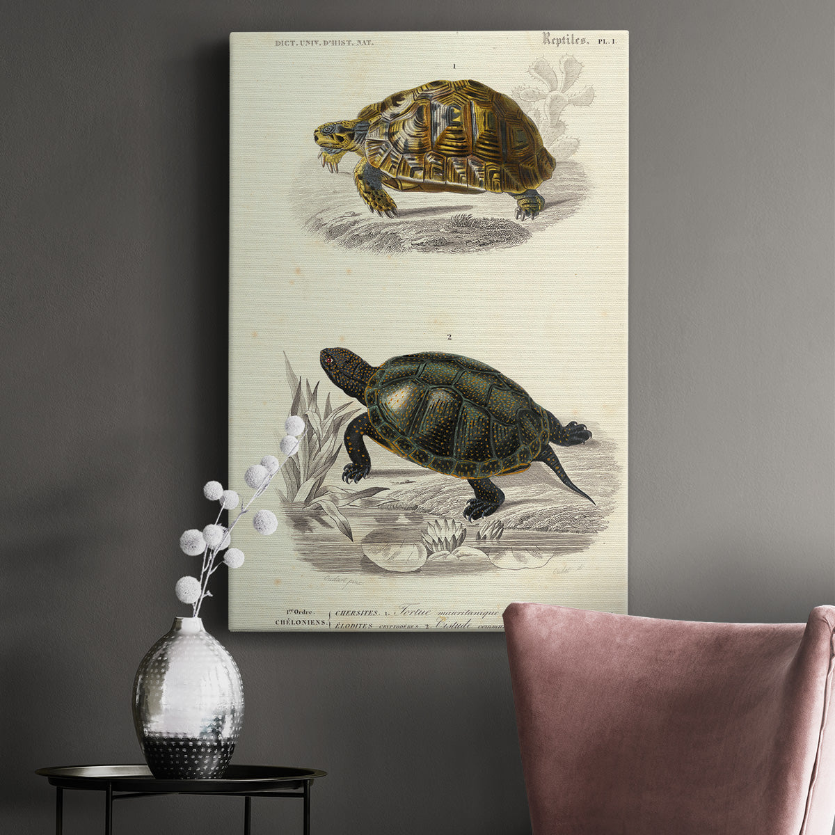 Antique Turtle Duo II Premium Gallery Wrapped Canvas - Ready to Hang