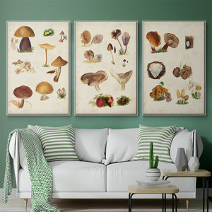 Mushroom Species I - Framed Premium Gallery Wrapped Canvas L Frame 3 Piece Set - Ready to Hang