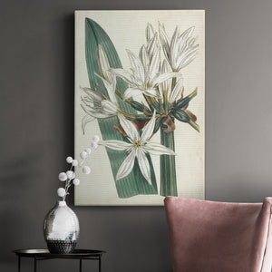 Ivory Garden VI Premium Gallery Wrapped Canvas - Ready to Hang