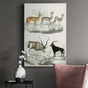 Journal of Natural History VIII - Canvas Art Print