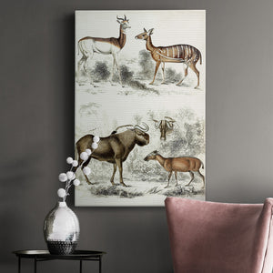 Journal of Natural History VI - Canvas Art Print