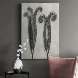 Blossfeldt Botanical II Premium Gallery Wrapped Canvas - Ready to Hang