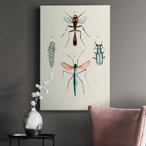 Insect Varieties III - Canvas Art Print