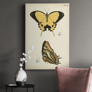Butterfly Profile II - Canvas Art Print