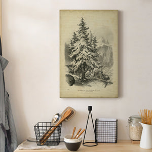 The Spruce - Canvas Art Print