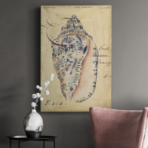 Seashell Ephemera I - Canvas Art Print