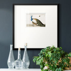 Standing Peacock Premium Framed Print Double Matboard