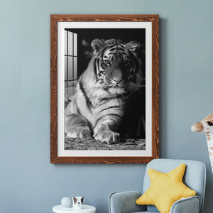 Tiger Repose - Barnwood Framed Art Print