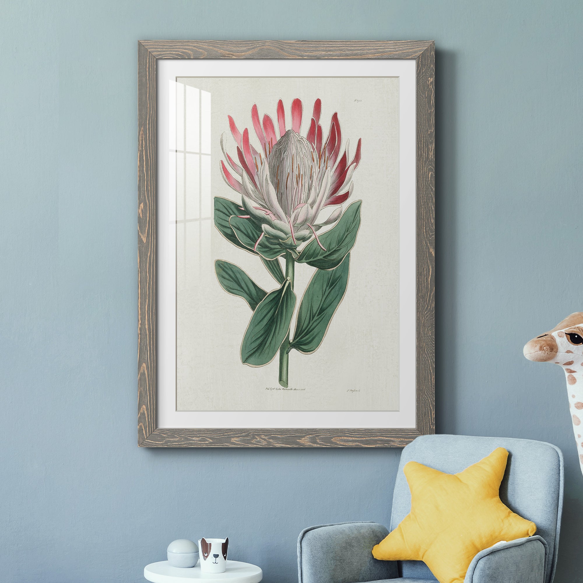 Protea N13 - Barnwood Framed Art Print