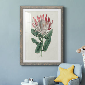 Protea N13 - Barnwood Framed Art Print