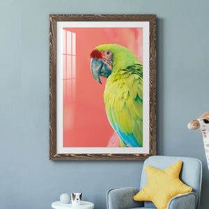 Green Macaw - Barnwood