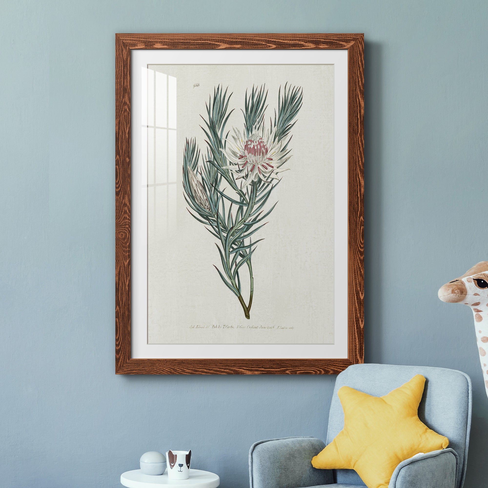 Protea N33 - Barnwood Framed Art Print
