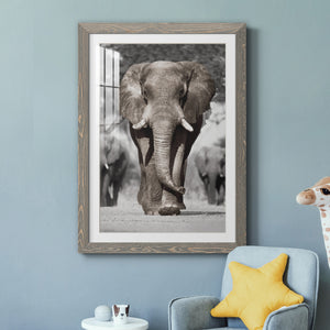 Botswana Patriarch - Barnwood Framed Art Print