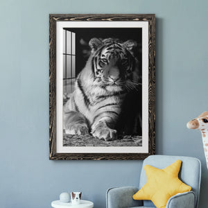 Tiger Repose - Barnwood Framed Art Print