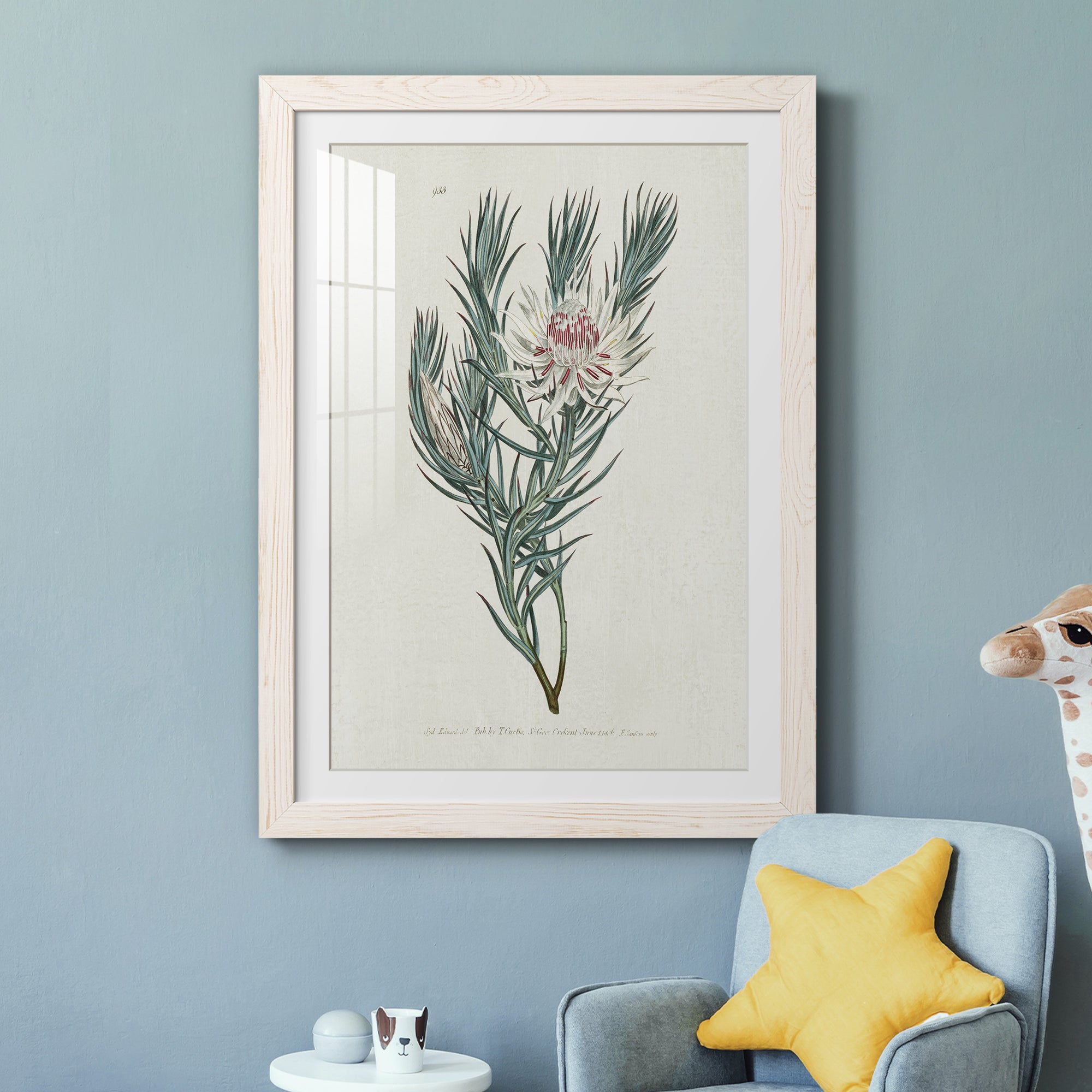 Protea N33 - Barnwood Framed Art Print