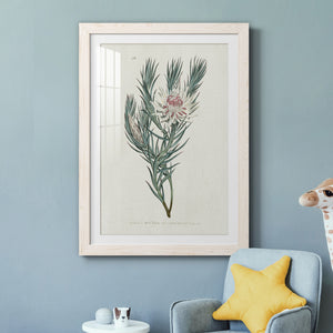 Protea N33 - Barnwood Framed Art Print