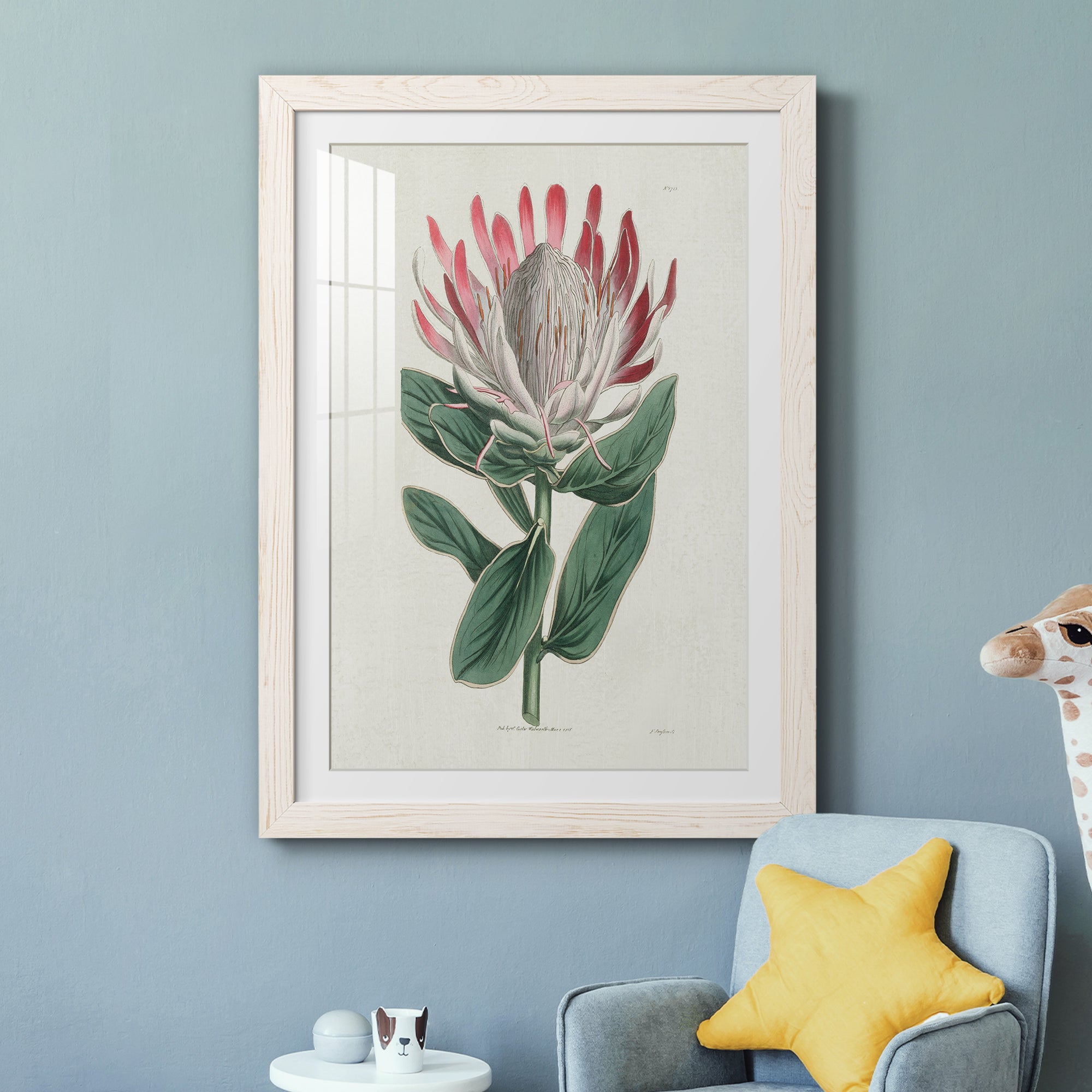 Protea N13 - Barnwood Framed Art Print