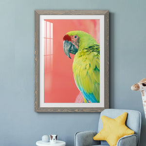 Green Macaw - Barnwood