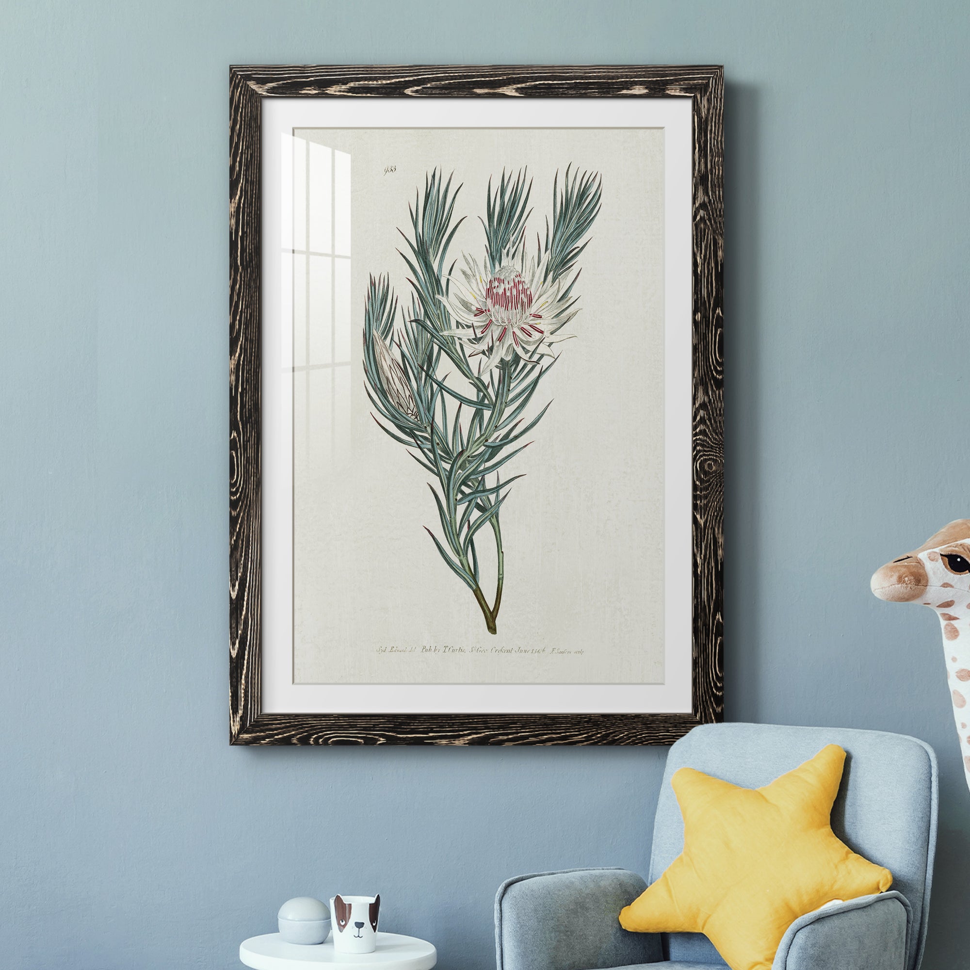Protea N33 - Barnwood Framed Art Print