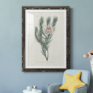 Protea N33 - Barnwood Framed Art Print