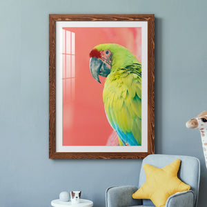 Green Macaw - Barnwood