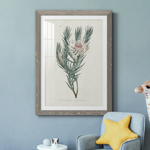 Protea N33 - Barnwood Framed Art Print