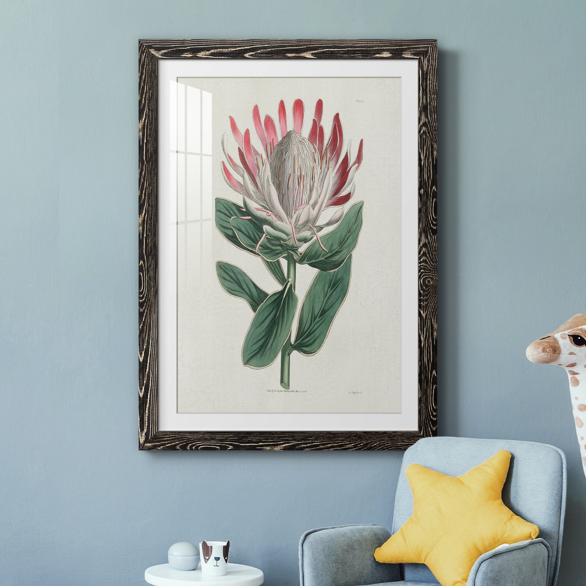 Protea N13 - Barnwood Framed Art Print