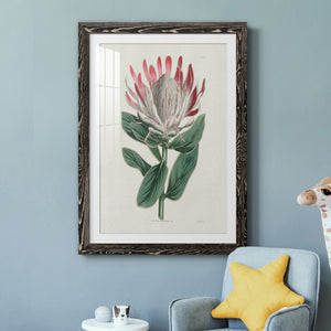 Protea N13 - Barnwood Framed Art Print
