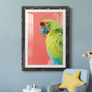 Green Macaw - Barnwood