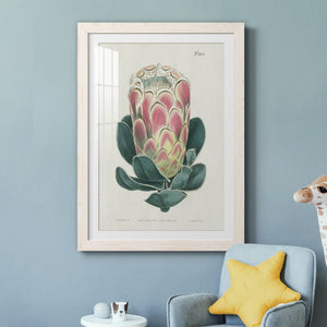 Protea N83 - Barnwood Framed Art Print