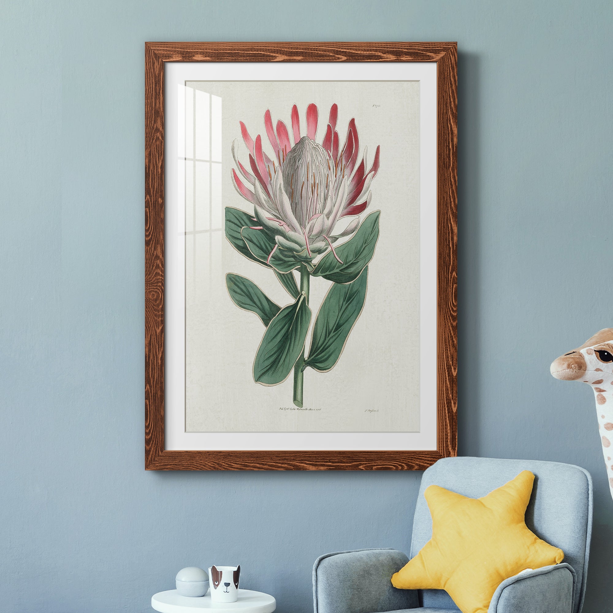 Protea N13 - Barnwood Framed Art Print