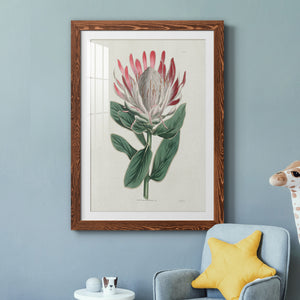 Protea N13 - Barnwood Framed Art Print