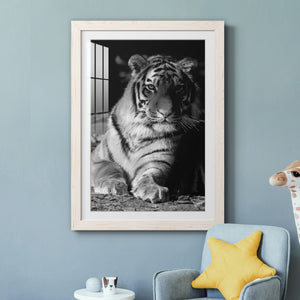Tiger Repose - Barnwood Framed Art Print