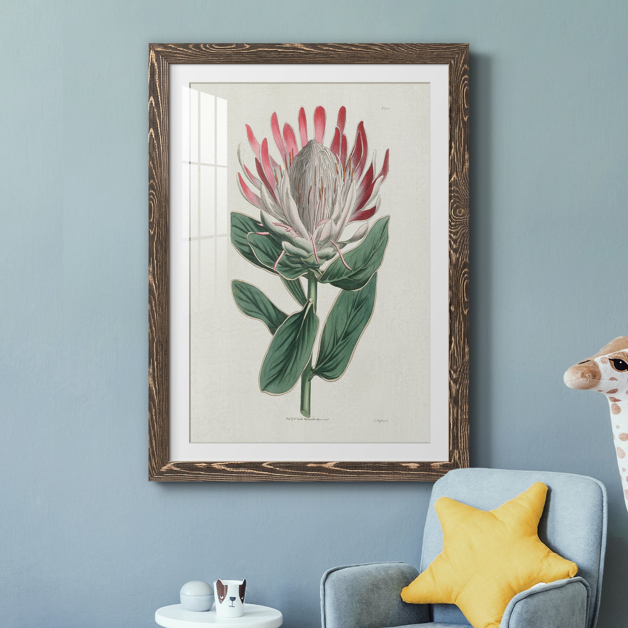 Protea N13 - Barnwood Framed Art Print