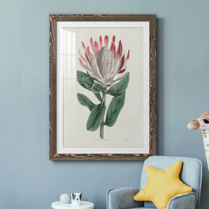 Protea N13 - Barnwood Framed Art Print