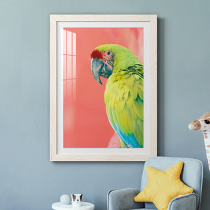 Green Macaw - Barnwood