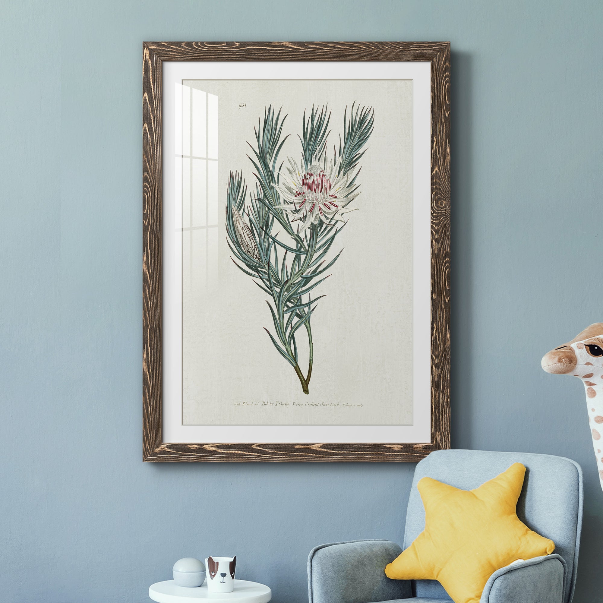 Protea N33 - Barnwood Framed Art Print