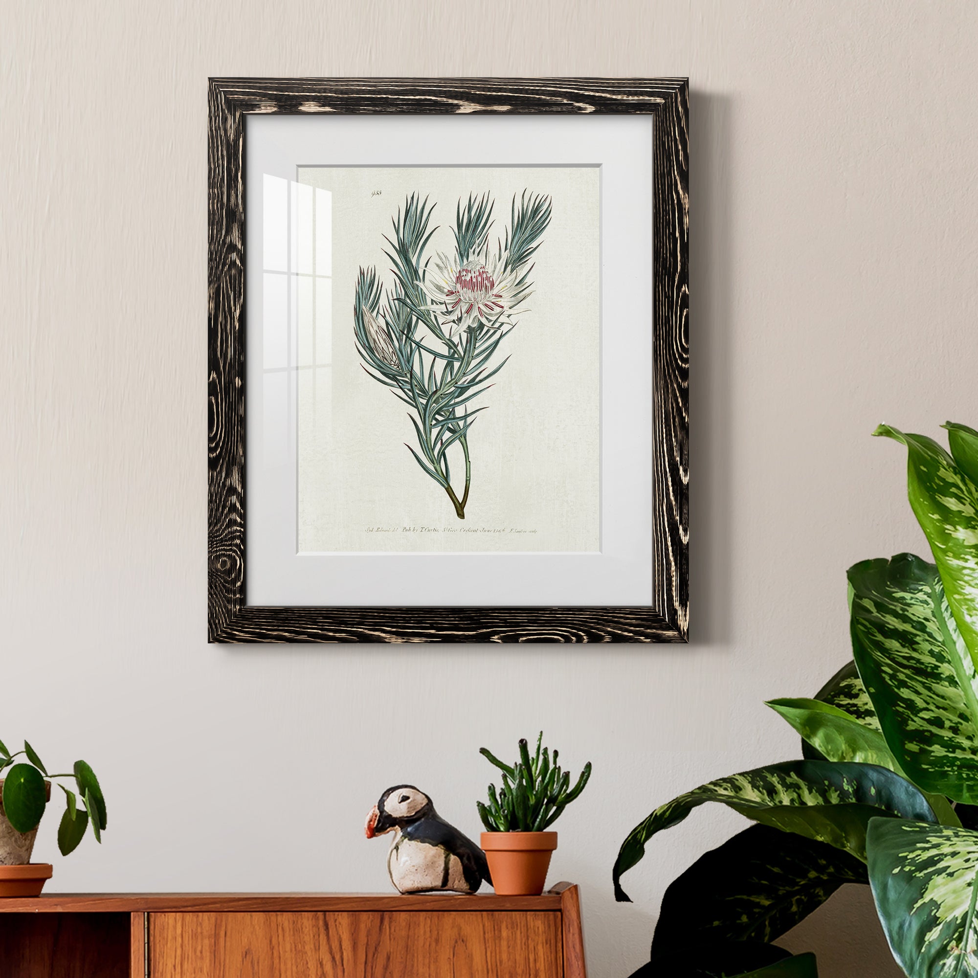 Protea N33 - Barnwood Framed Art Print