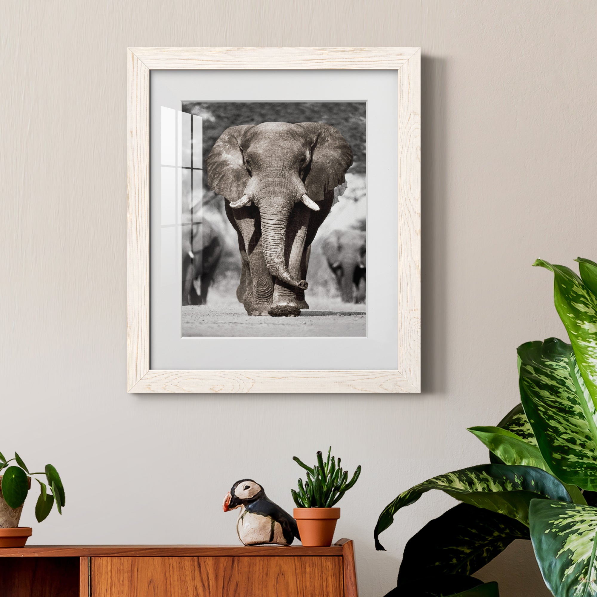 Botswana Patriarch - Barnwood Framed Art Print