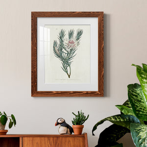 Protea N33 - Barnwood Framed Art Print