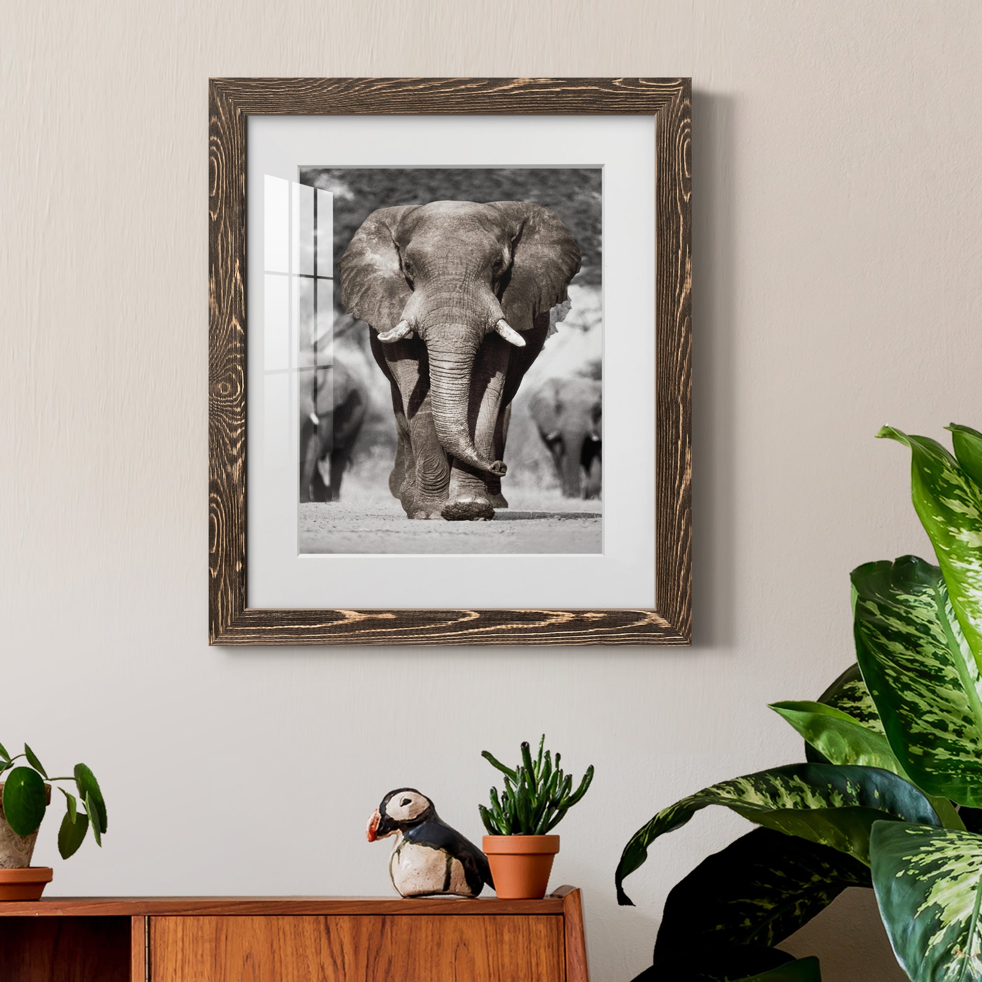 Botswana Patriarch - Barnwood Framed Art Print