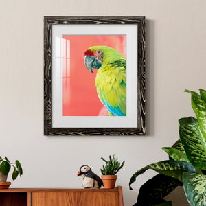 Green Macaw - Barnwood