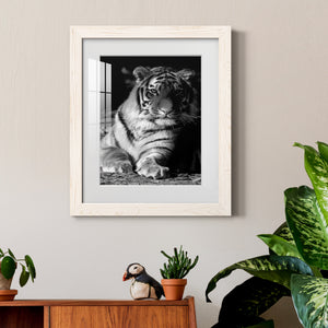 Tiger Repose - Barnwood Framed Art Print