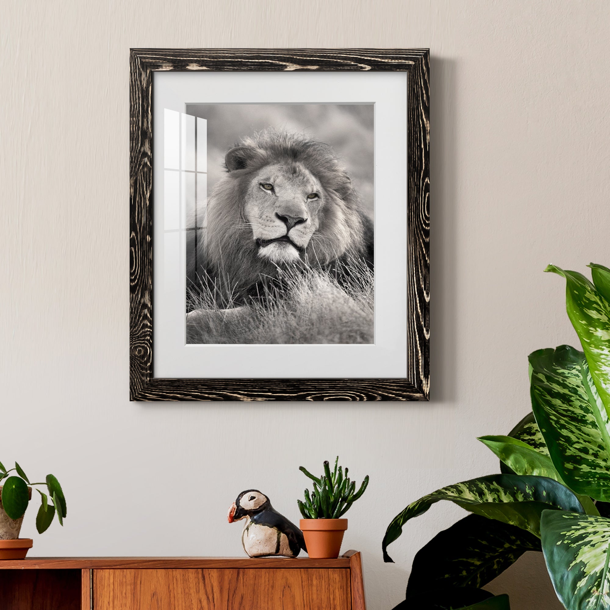Pride of the Pride - Barnwood Framed Art Print