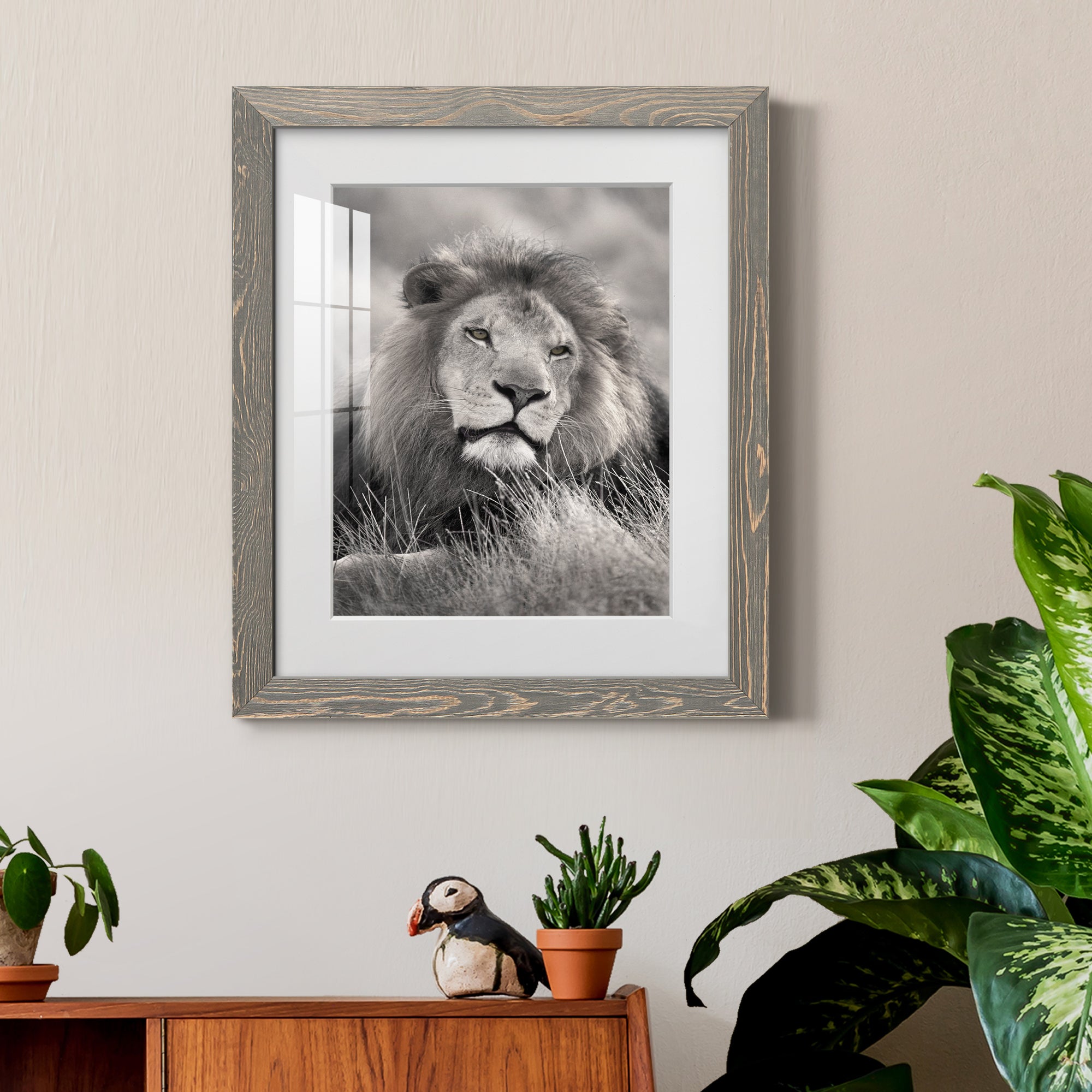 Pride of the Pride - Barnwood Framed Art Print