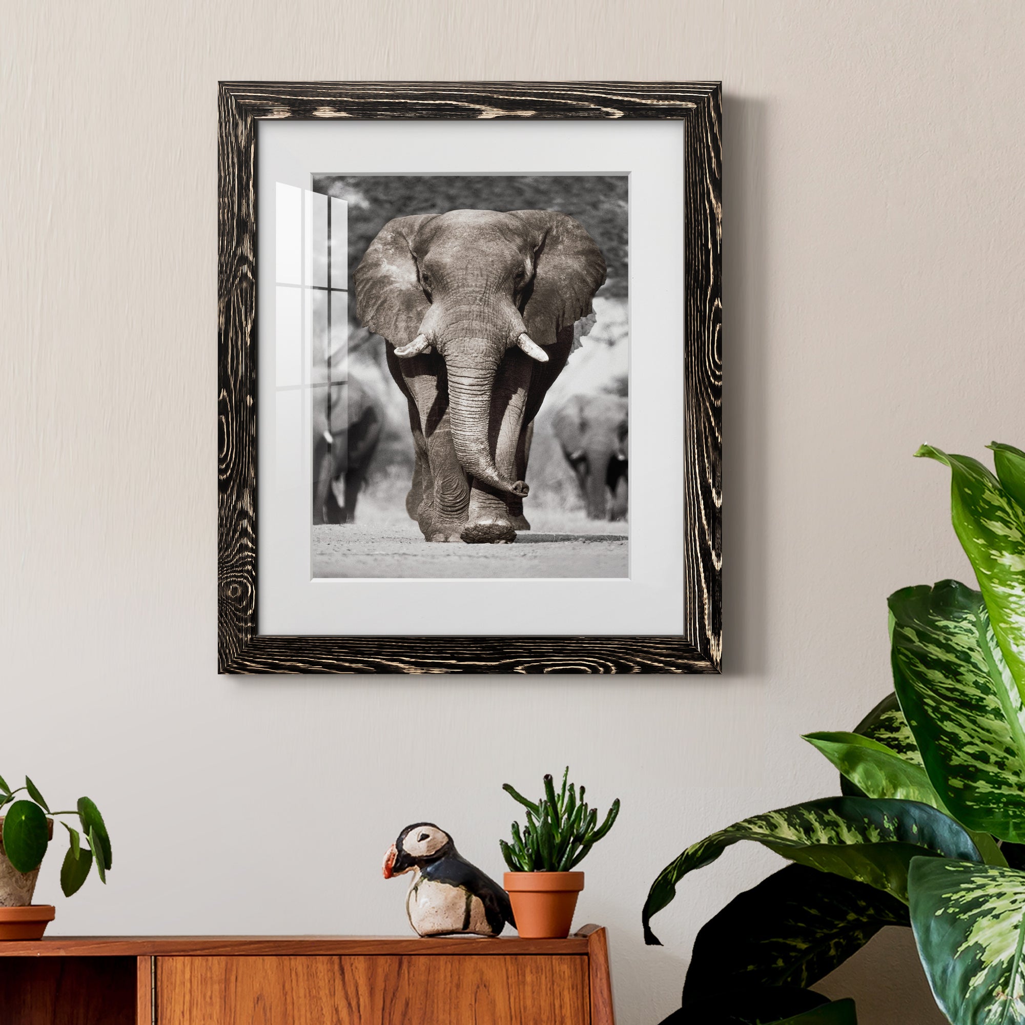 Botswana Patriarch - Barnwood Framed Art Print