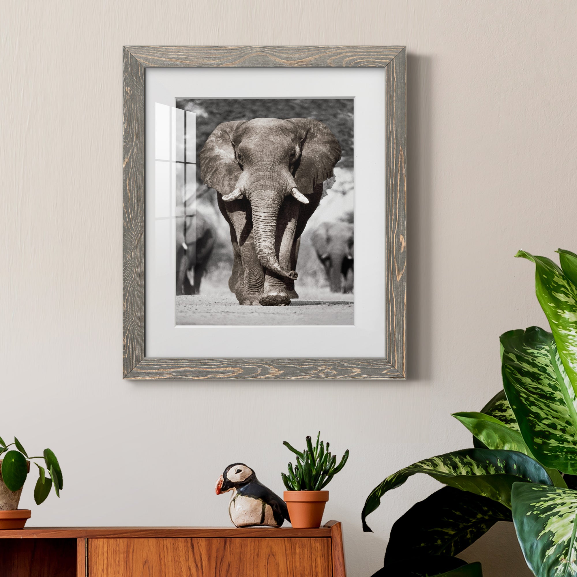 Botswana Patriarch - Barnwood Framed Art Print