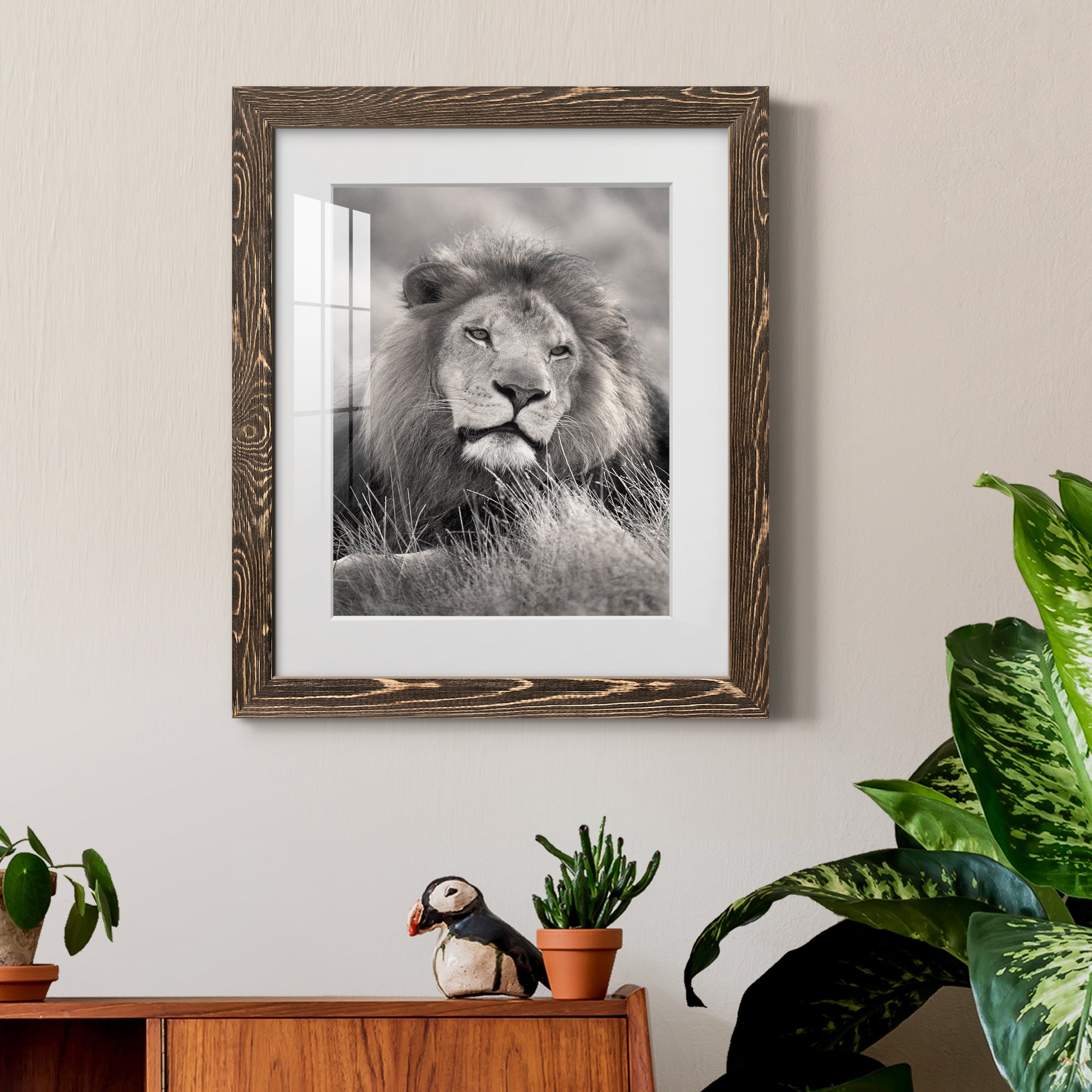 Pride of the Pride - Barnwood Framed Art Print